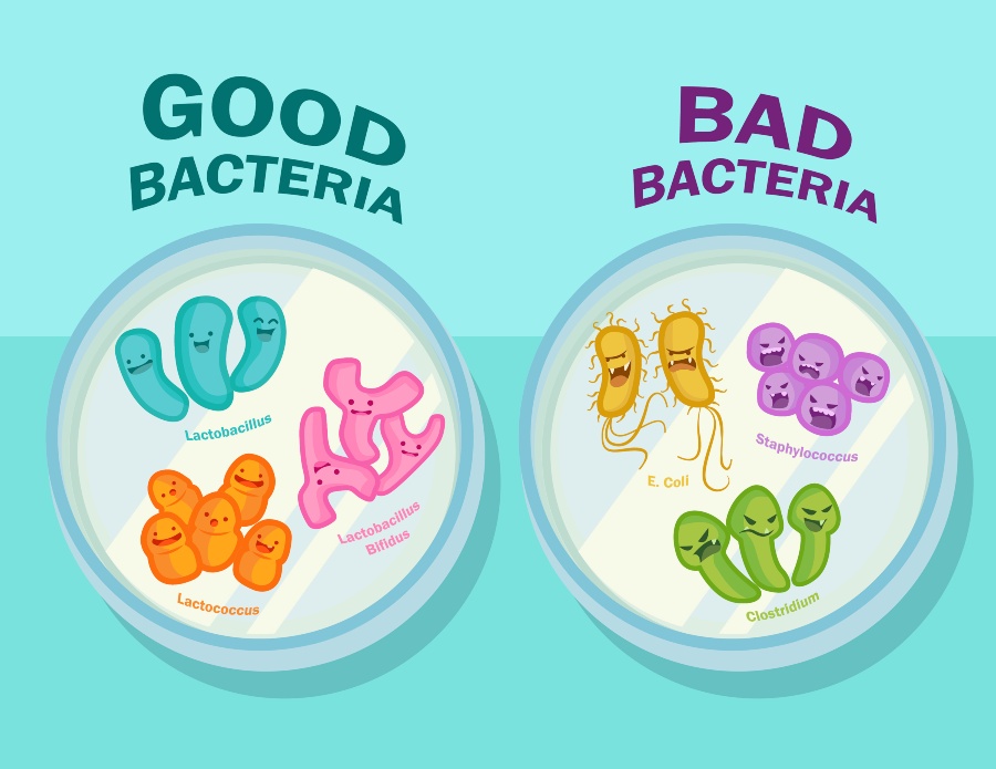 Good Bacteria & Bad Bacteria Graphic
