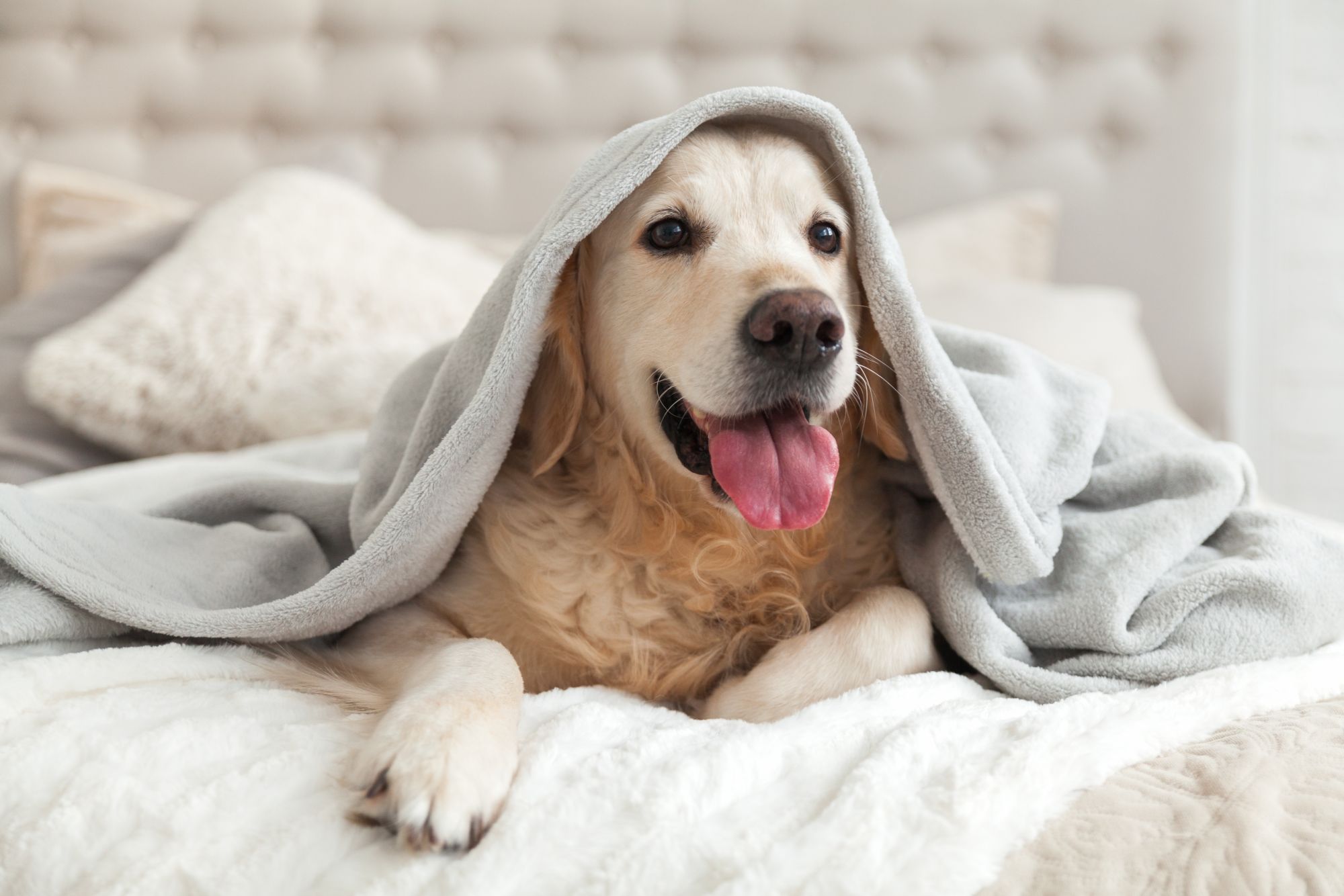 A dog on a bed underneath a blanket