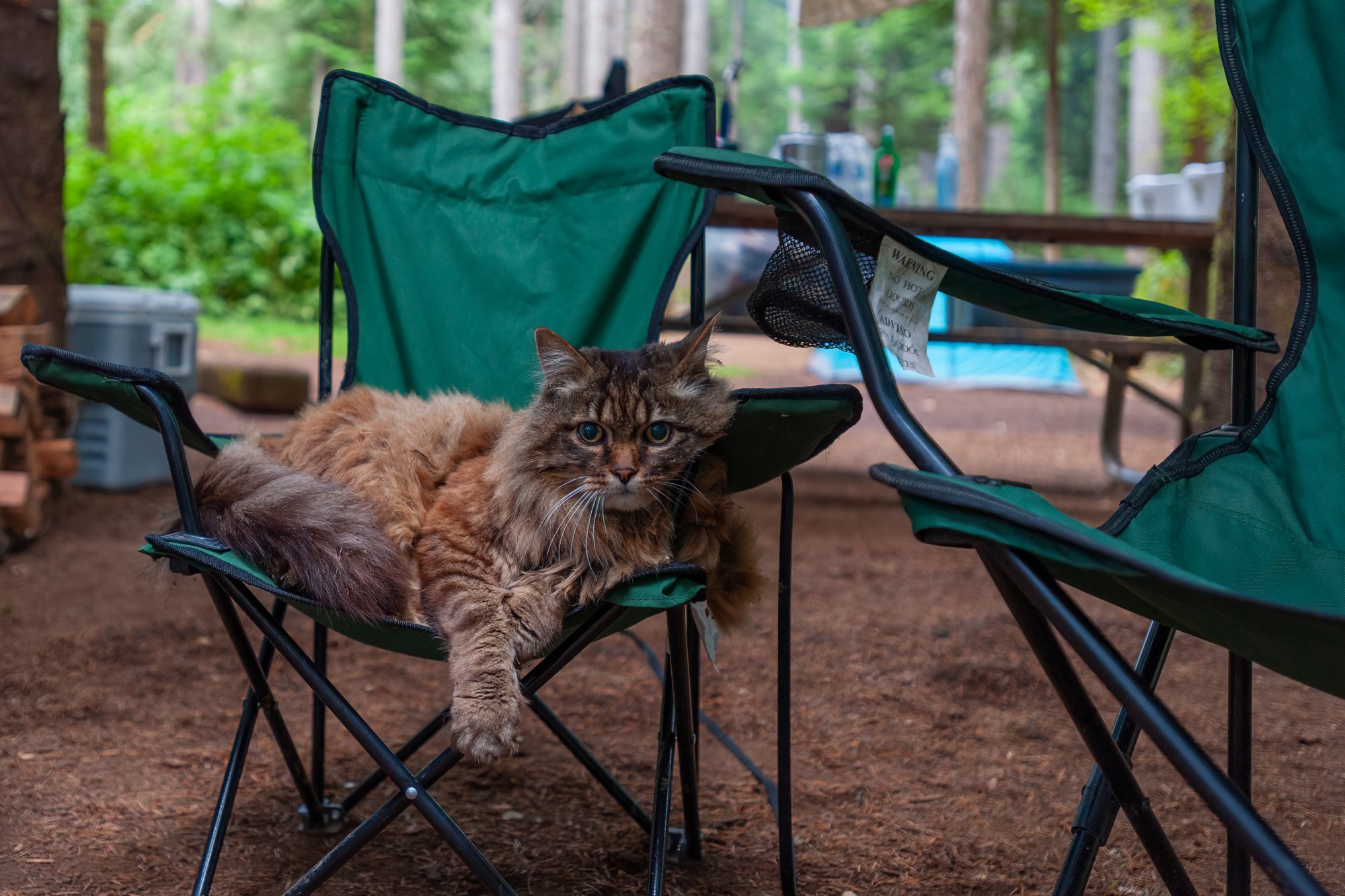Cat in camp chair Cat in camp chair