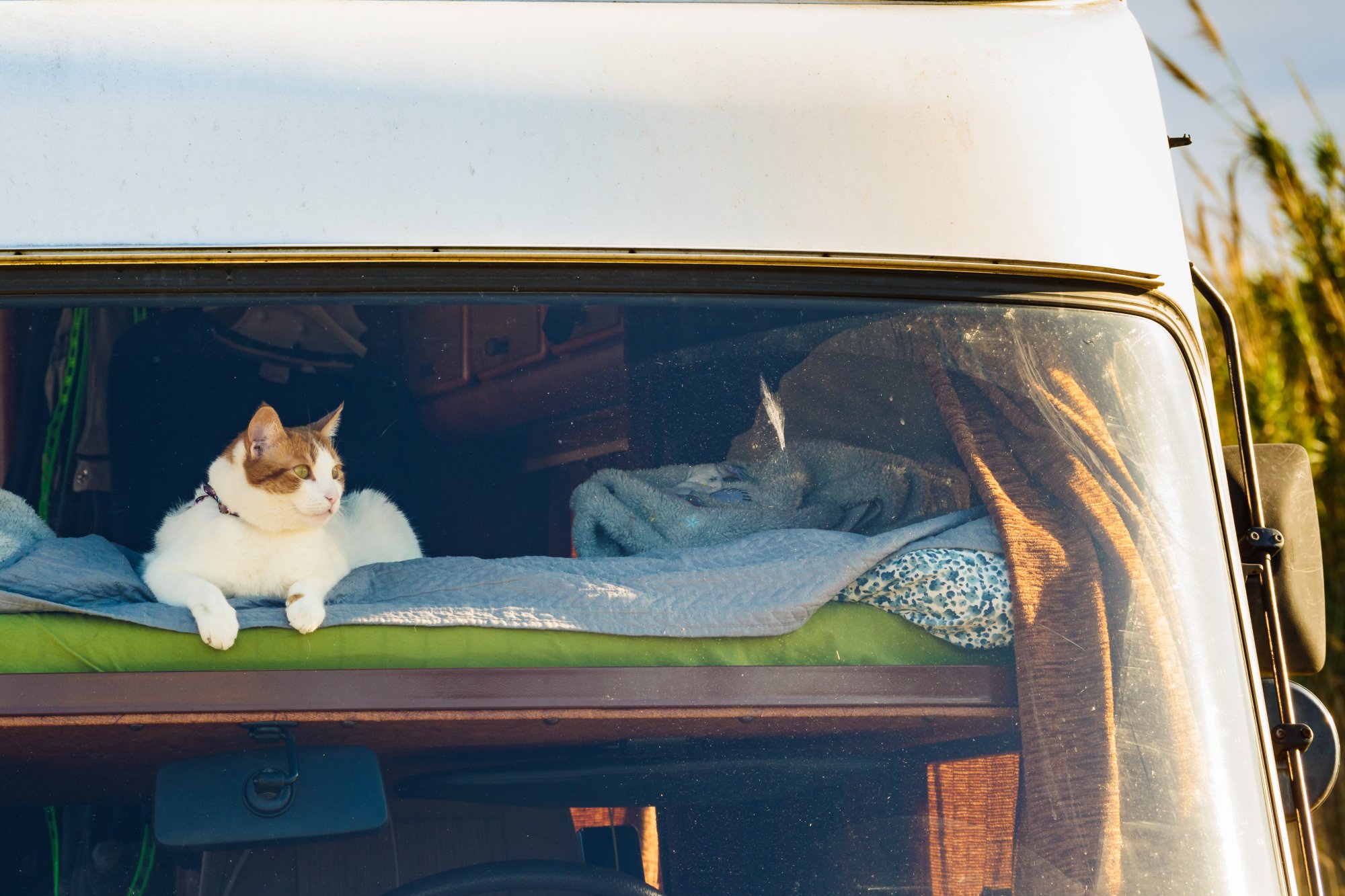 Cat in a camper window Cat in a camper window