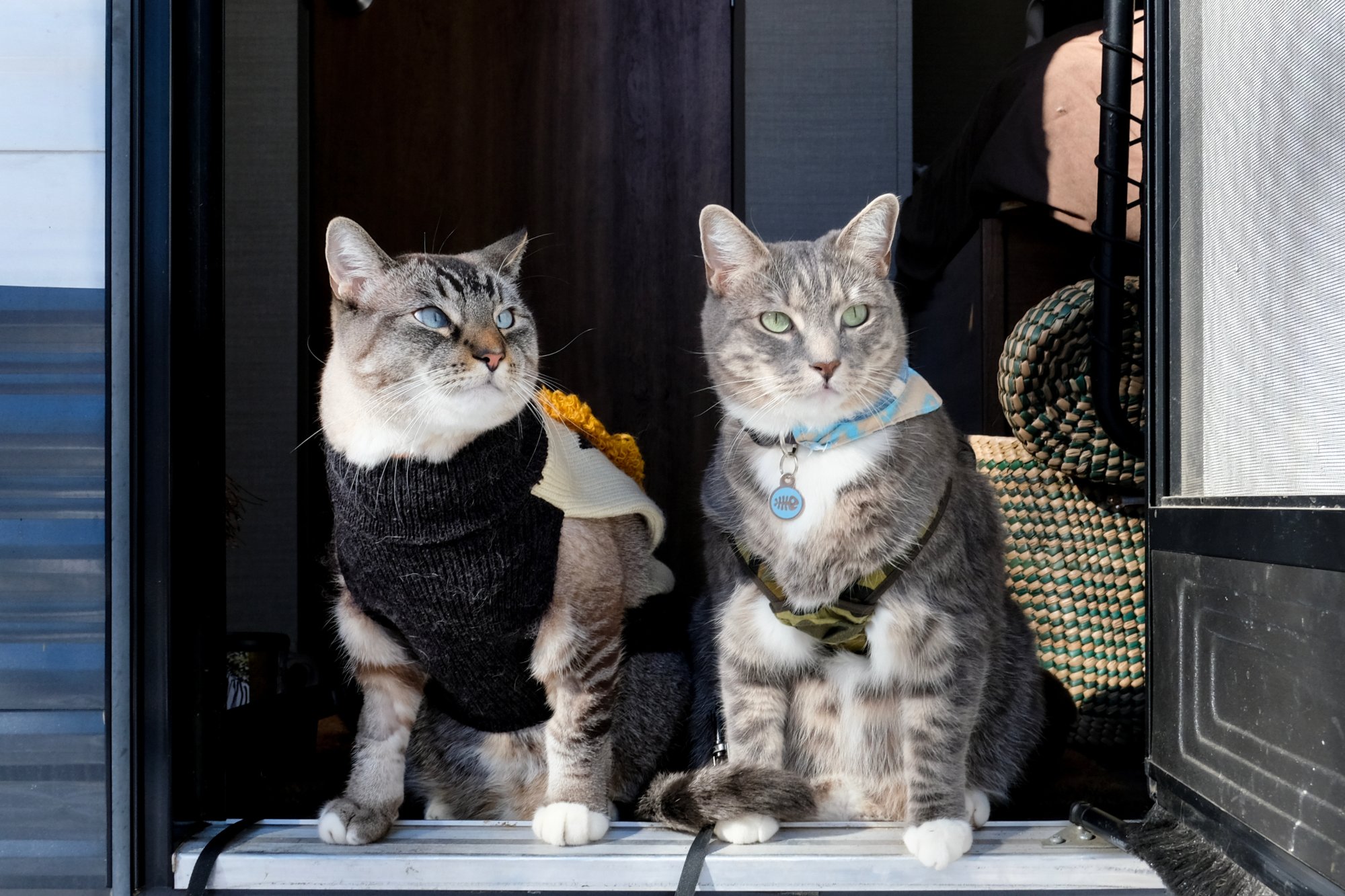 Two cats in an RV doorway Two cats in an RV doorway