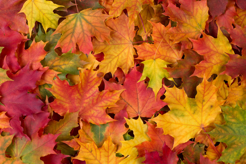Close-up image of a pile of colorful fall leaves