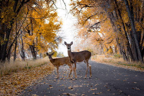Two Deer Standing In The Road Two Deer Standing In The Road