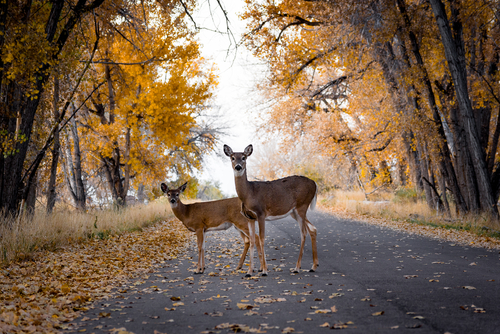Two Deer Standing In The Road
