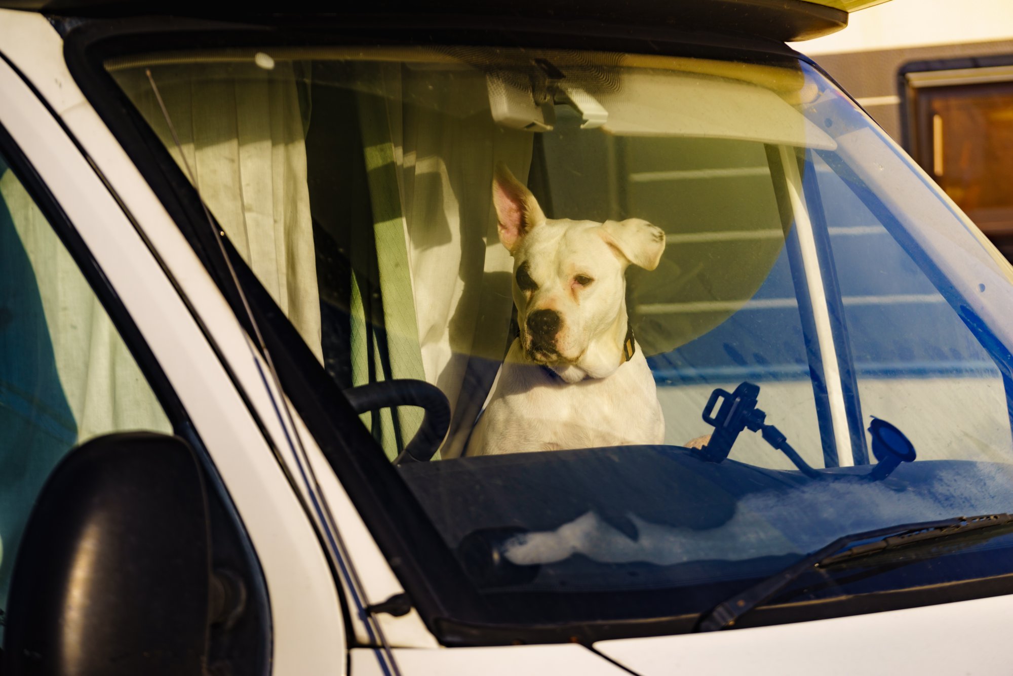 Dog in an RV seat Dog in an RV seat