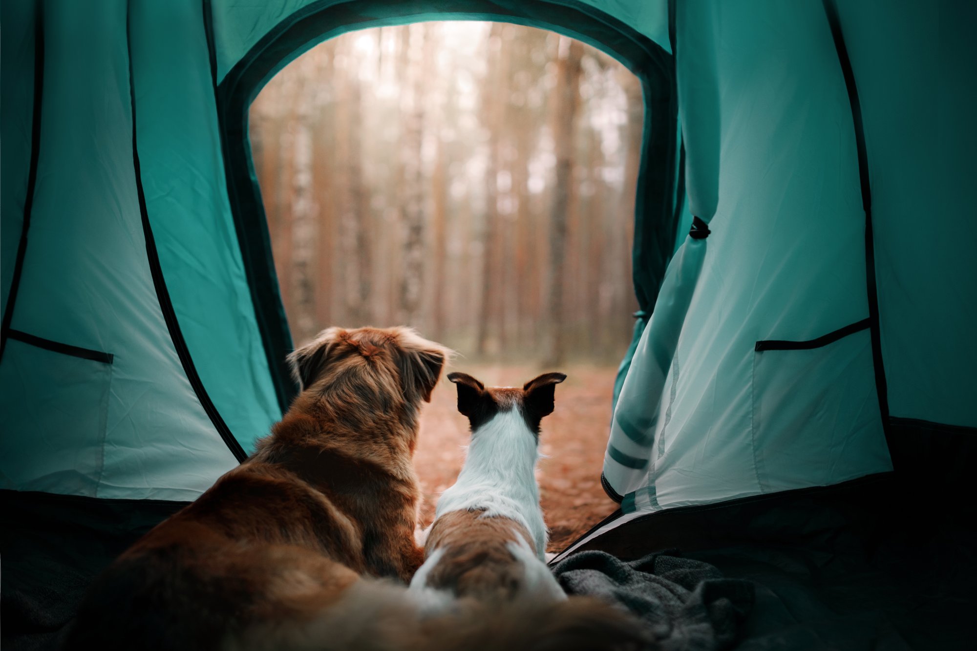 Two dogs in a tent Two dogs in a tent