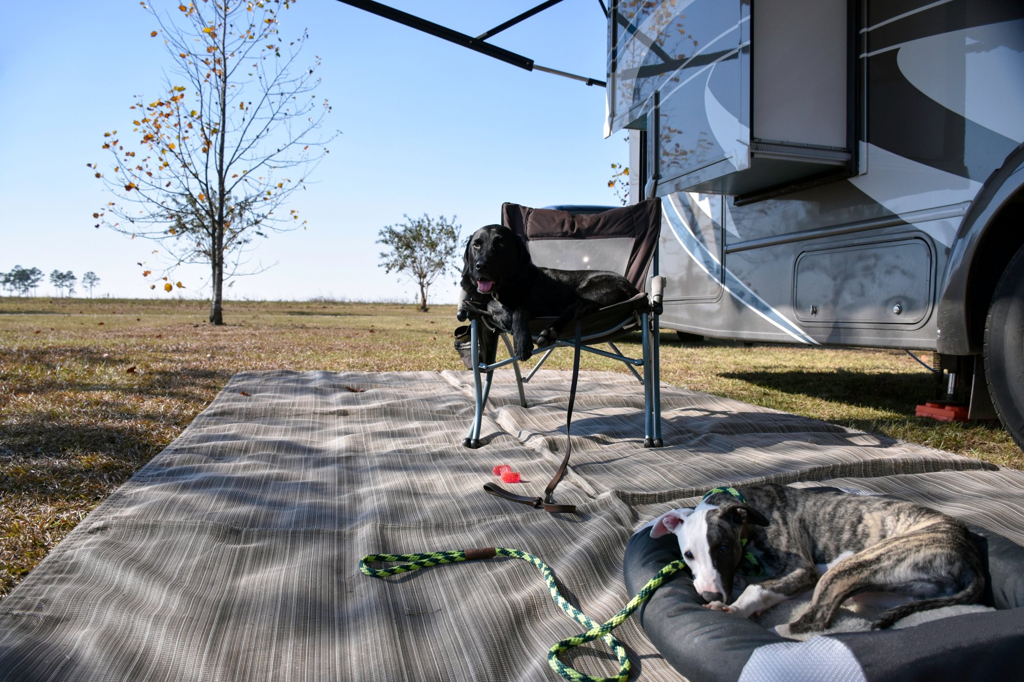 Two dogs in front of an RV Two dogs in front of an RV