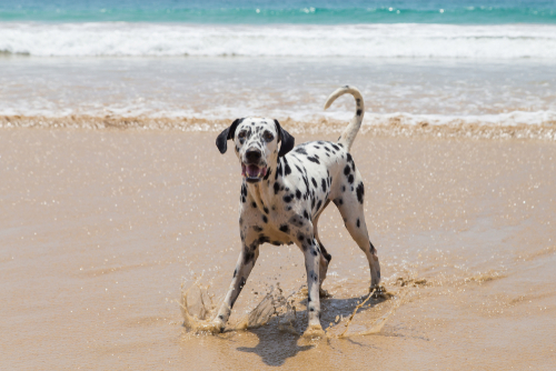 Dalmatian Playing On The Beach