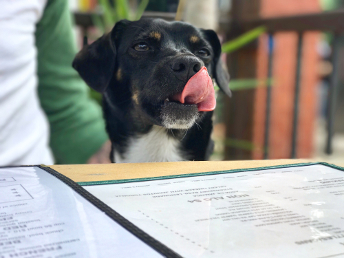 Happy Dog At Restaurant