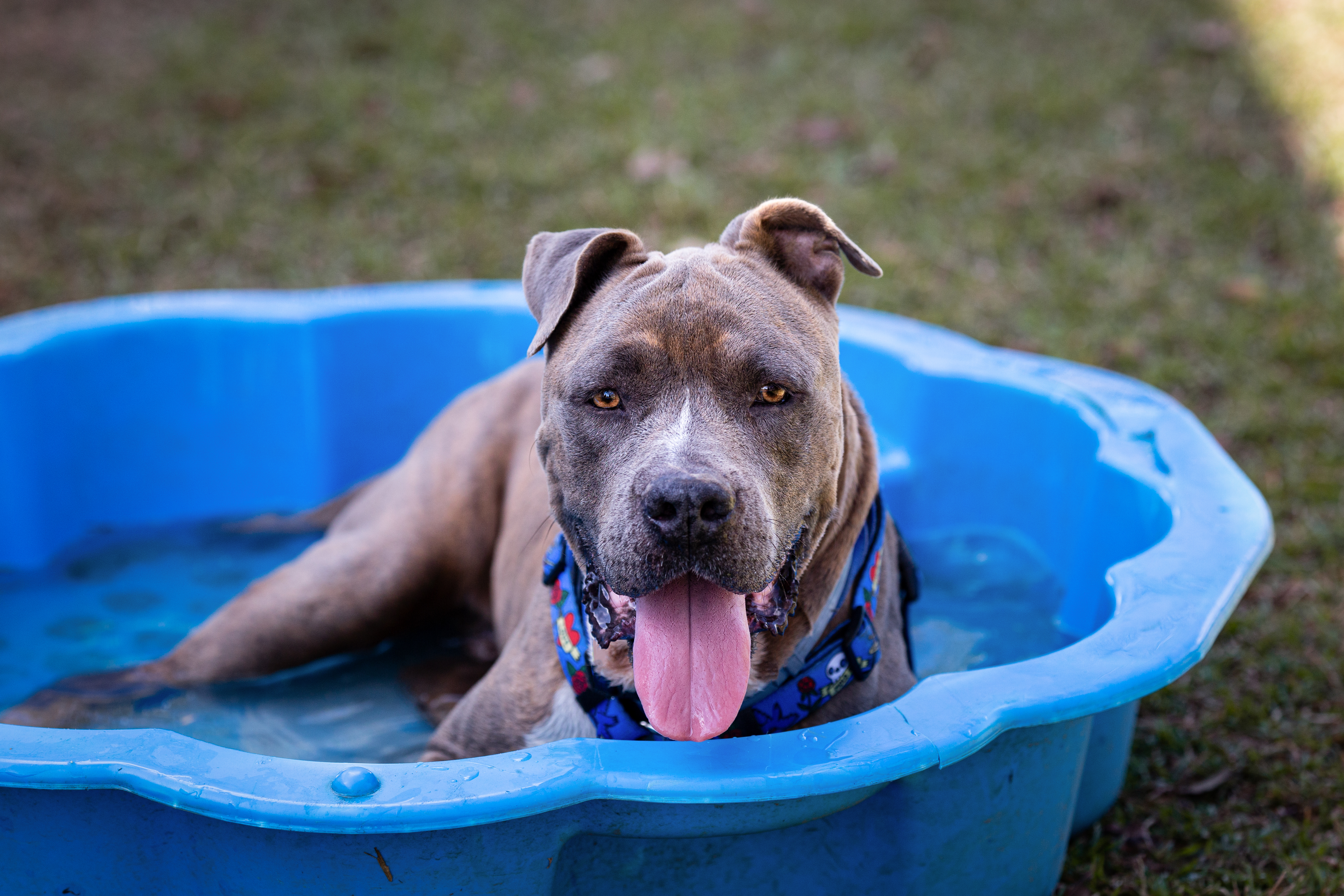 Large Pitbull With Scarf Laying In Pool