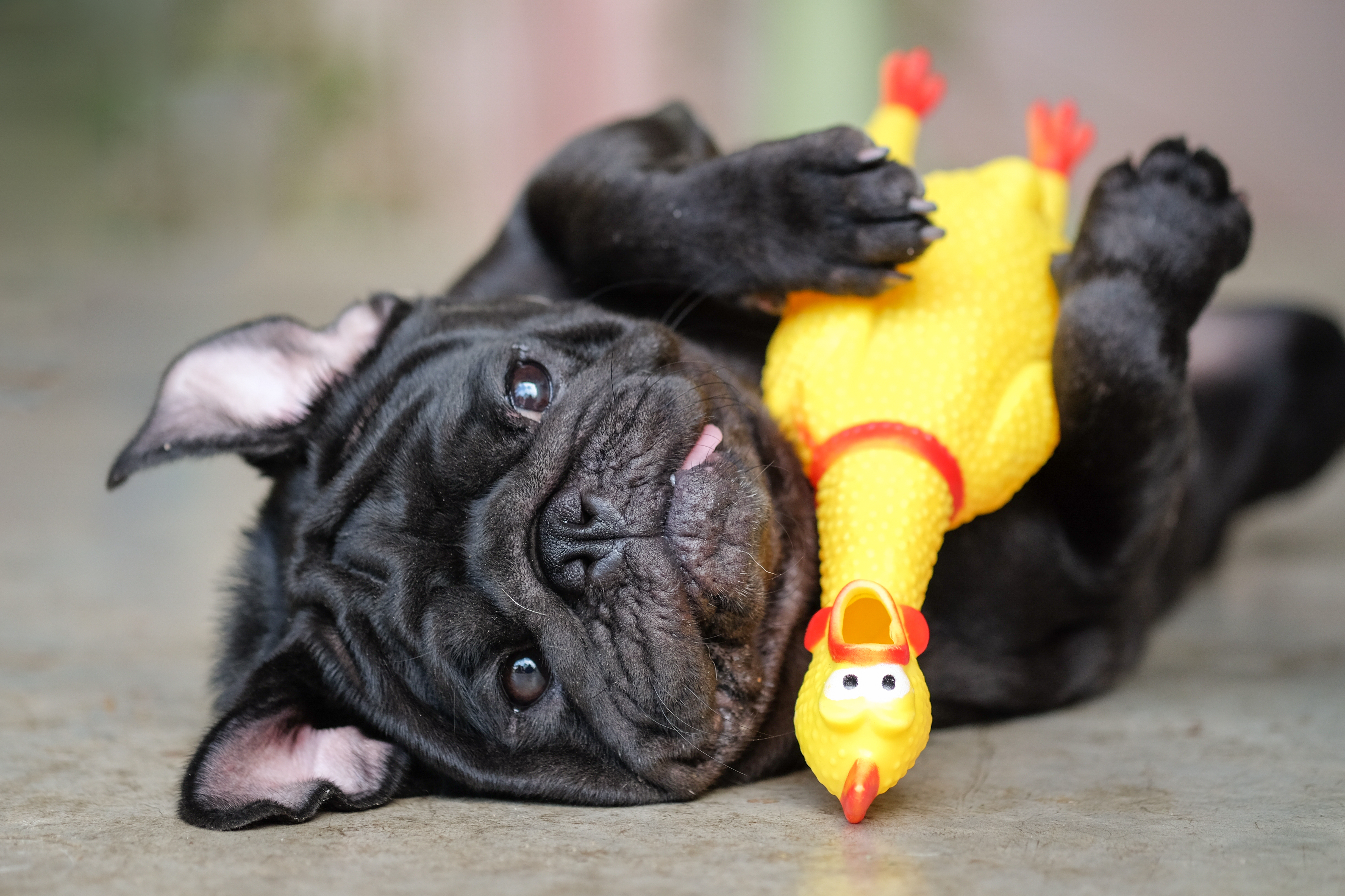 Black Pug With Yellow Rubber Chicken Toy
