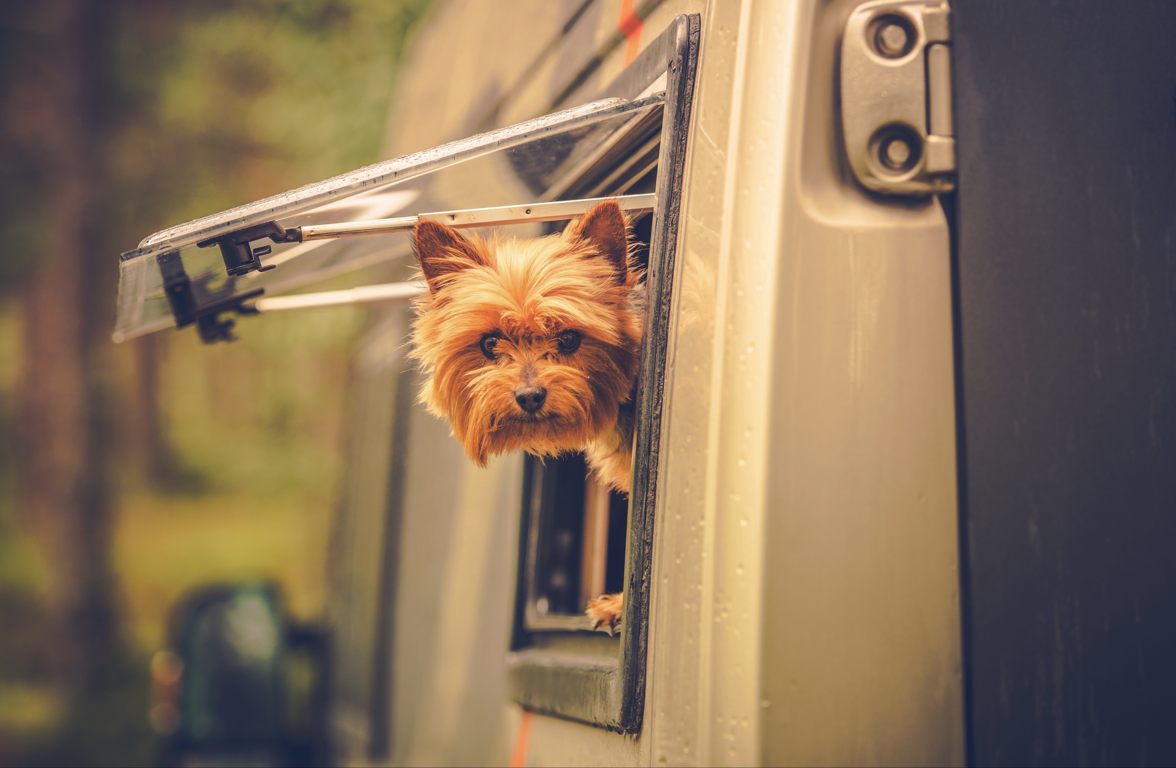 Dog looking out of RV window